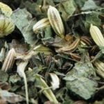 Tisane La petite potion Elfique